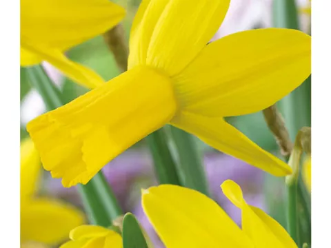 Narcis cycl. 'Rapture'