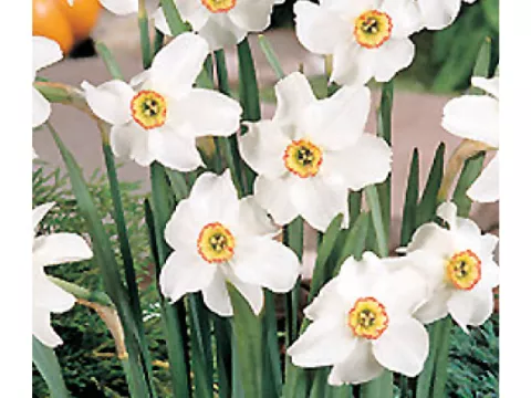 Narcis poeticus 'Recurvus'