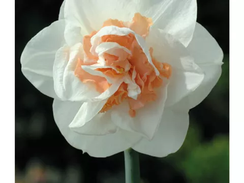 Narcis dubbel/doubles 'Replete'