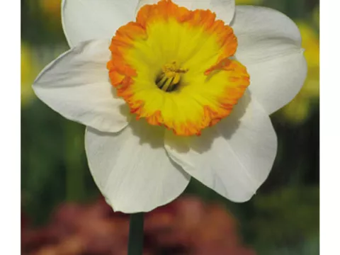 Narcis trompet 'Roulette'