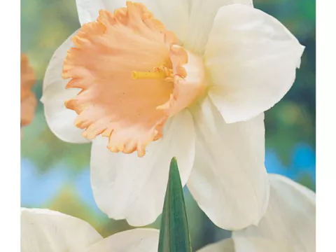 Narcis trompet 'Rosy Sunrise'