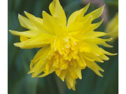 Narcis bot. 'Rip van Winkel'