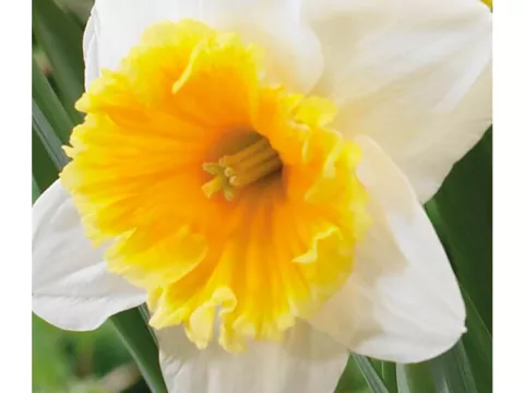 Narcis trompet 'Raoul Wallenberg'