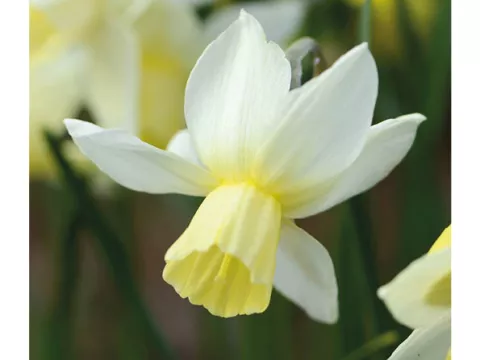 Narcis bot. 'Sailboat'