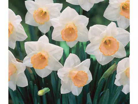 Narcis trompet 'Salome'