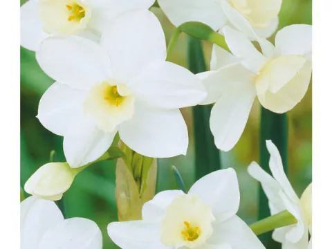 Narcis bot. 'Silver Chimes'