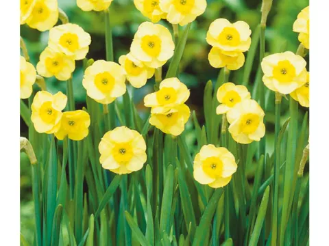 Narcis bot. 'Sun Disc'