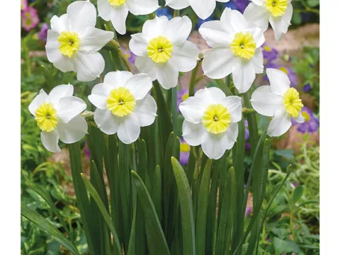 Narcis poeticus 'Segovia'