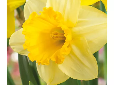 Narcis trompet 'Signor'