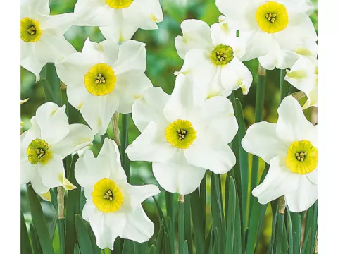 Narcis poeticus 'Sinopel'