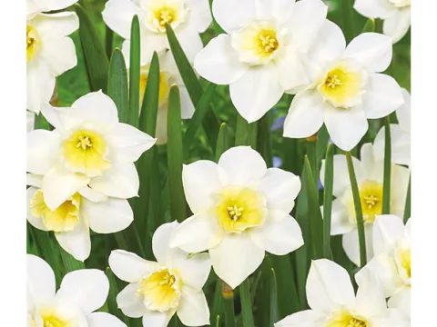 Narcis bot. 'Sweet Love'