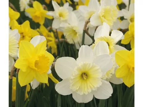 Narcis trompet 'Spring Mix'