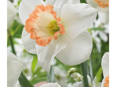 Narcis trompet 'Spring Pride'