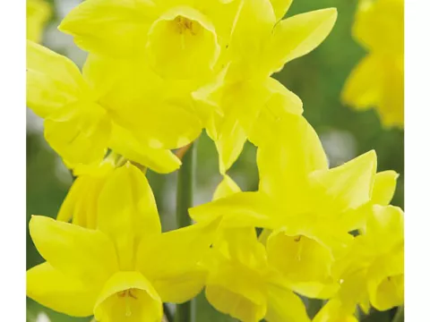 Narcis bot. 'Sunlight Sensation'