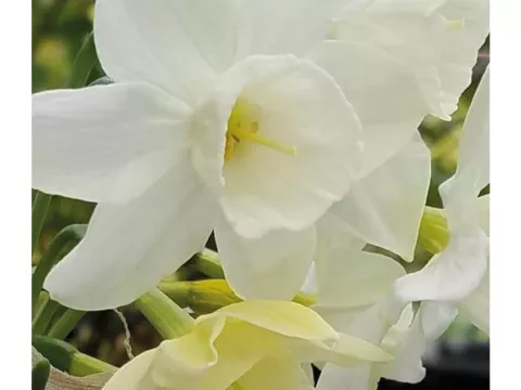 Narcis bot. 'Starlight Sensation'