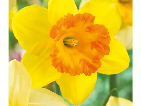 Narcis trompet 'Sunlover'