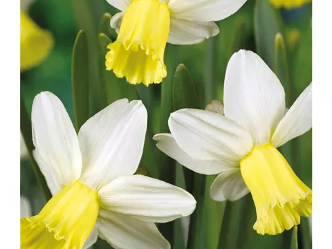 Narcis bot. 'Surfside'