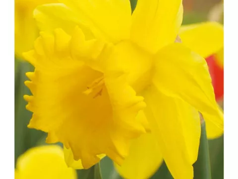 Narcis trompet 'Standard Value'