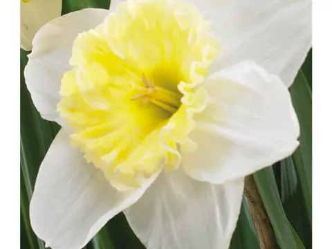 Narcis trompet 'Slim Whiteman'