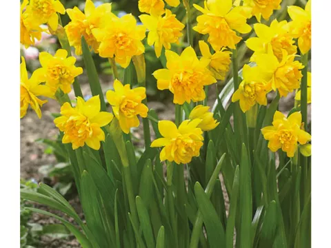 Narcis bot. 'Tête Bouclé'