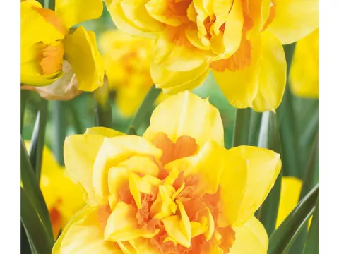 Narcis dubbel/doubles 'Texas'