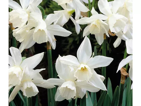 Narcis bot. 'Thalia'