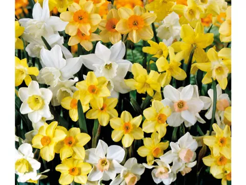 Narcis tros/Bouquet 'Tazetta mix'