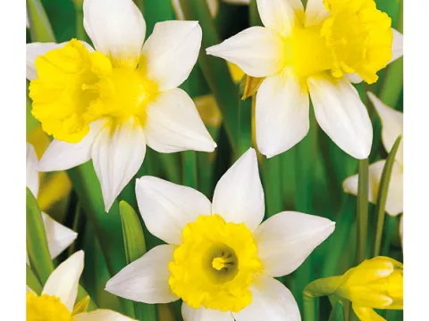 Narcis bot. 'Topolino'