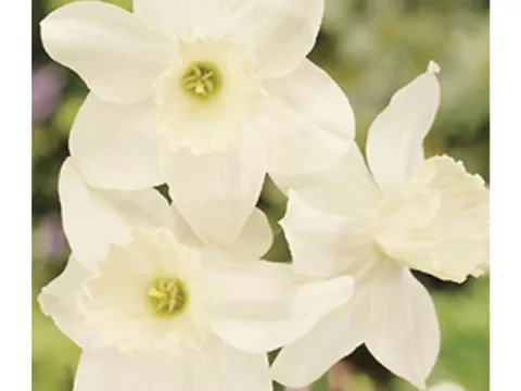 Narcis bot. 'Tresamble'