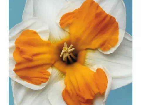 Narcis split 'Tricollet'