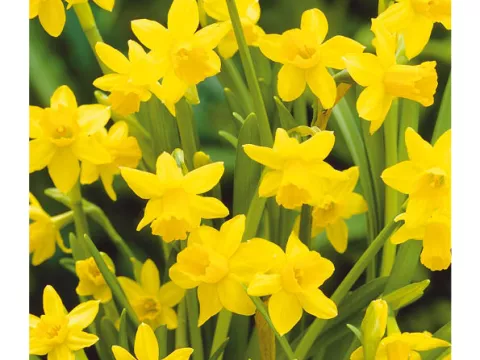 Narcis bot. 'Tête à Tête'