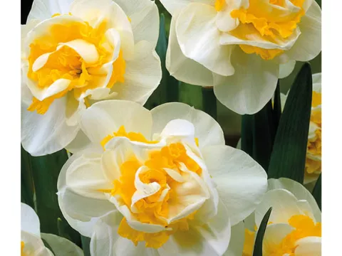 Narcis dubbel/doubles 'Unique'