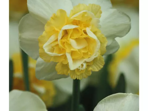 Narcis dubbel/doubles 'Wave'