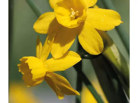 Narcis bot. 'Willkommi'