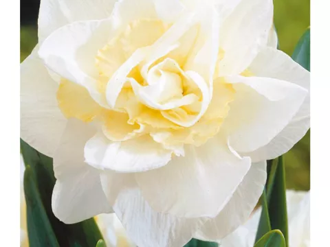 Narcis dubbel/doubles 'White Lion'