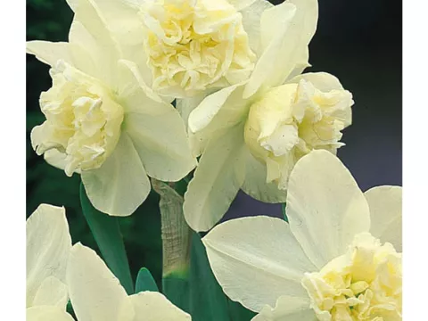 Narcis bot. 'White Marvel'