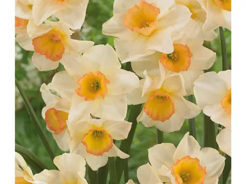 Narcis trompet 'Yazz'