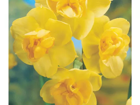 Narcis tros/Bouquet 'Yellow Cheerfulness'