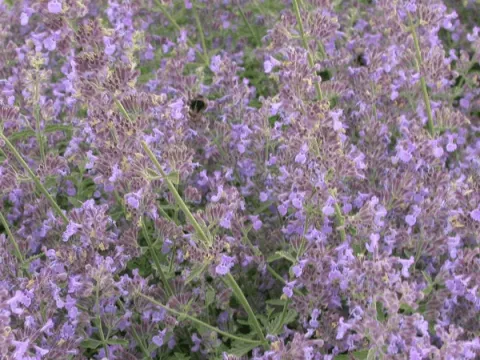Nepeta faassenii