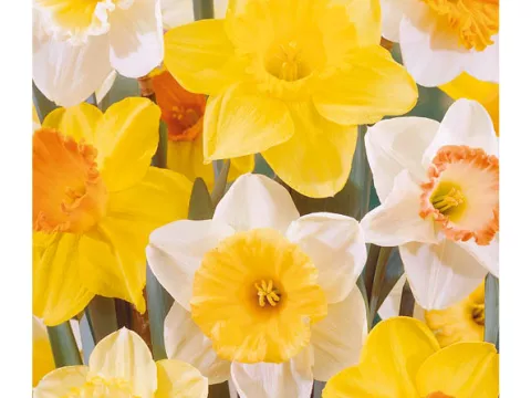 Narcis trompet 'Mix'