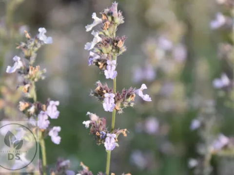 Nepeta faassenii 'Gletschereis'