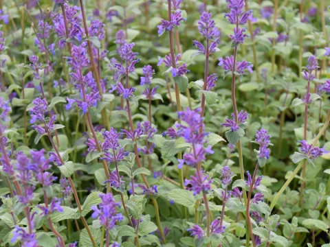 Nepeta racemosa 'Grog'