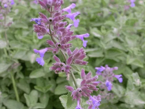 Nepeta faassenii 'Kit Cat'