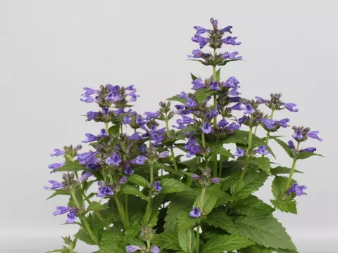 Nepeta 'Neptune'