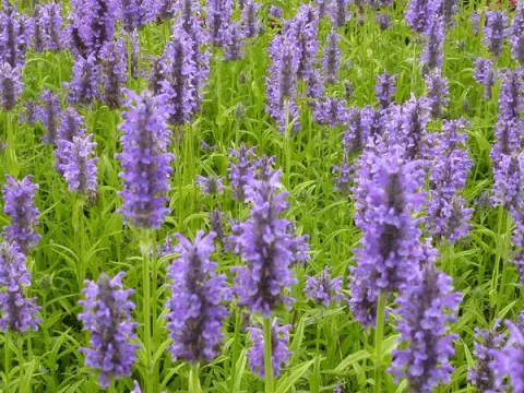 Nepeta nervosa