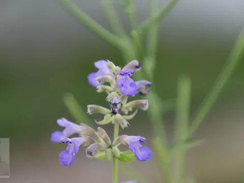 Nepeta grandiflora 'Pool Bank'