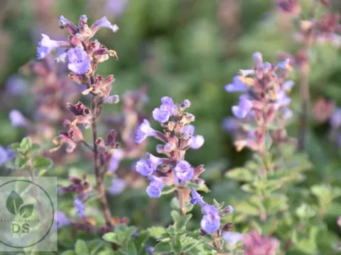 Nepeta faassenii 'Purrsian Blue'