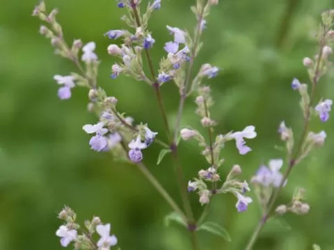 Nepeta nervosa 'Pink Cat'