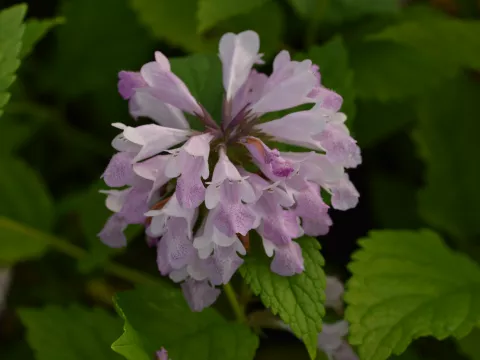 Nepeta subs. 'Sweet Dreams'