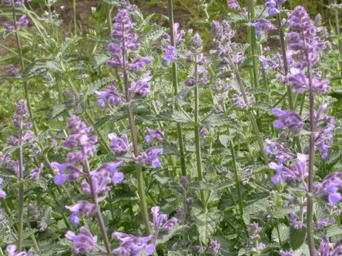 Nepeta faassenii 'Six Hills Giant'